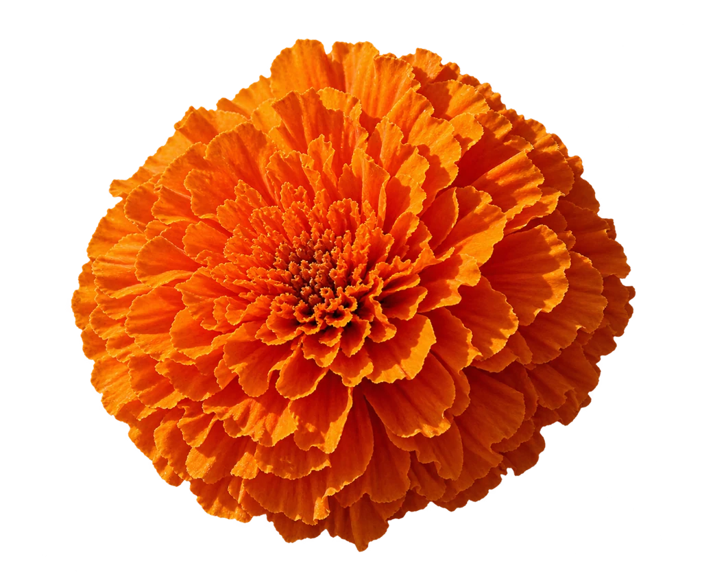 La fleur orange